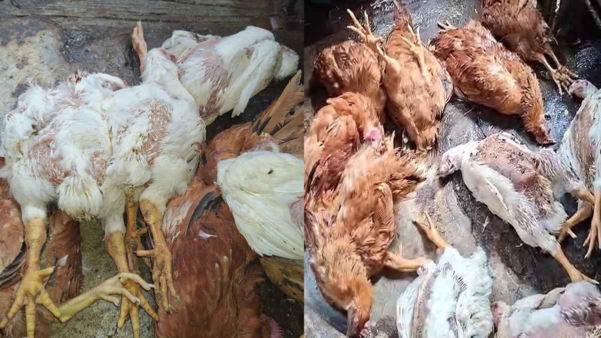 চাঁদপুরে মৃত মুরগি ও রক্ত মেশানো চর্বি বিক্রির দায়ে ৪ প্রতিষ্ঠানকে জরিমানা