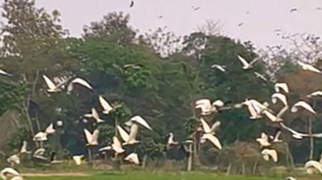 পরিযায়ী পাখির গ্রামে পরিণত হয়েছে পাঞ্জিবাড়ির কমলগঞ্জ