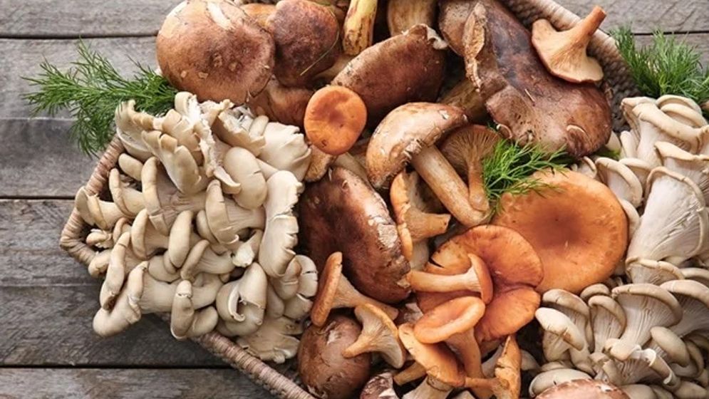 রোগ প্রতিরোধে কার্যকর মাশরুম, জানুন উপকারিতা