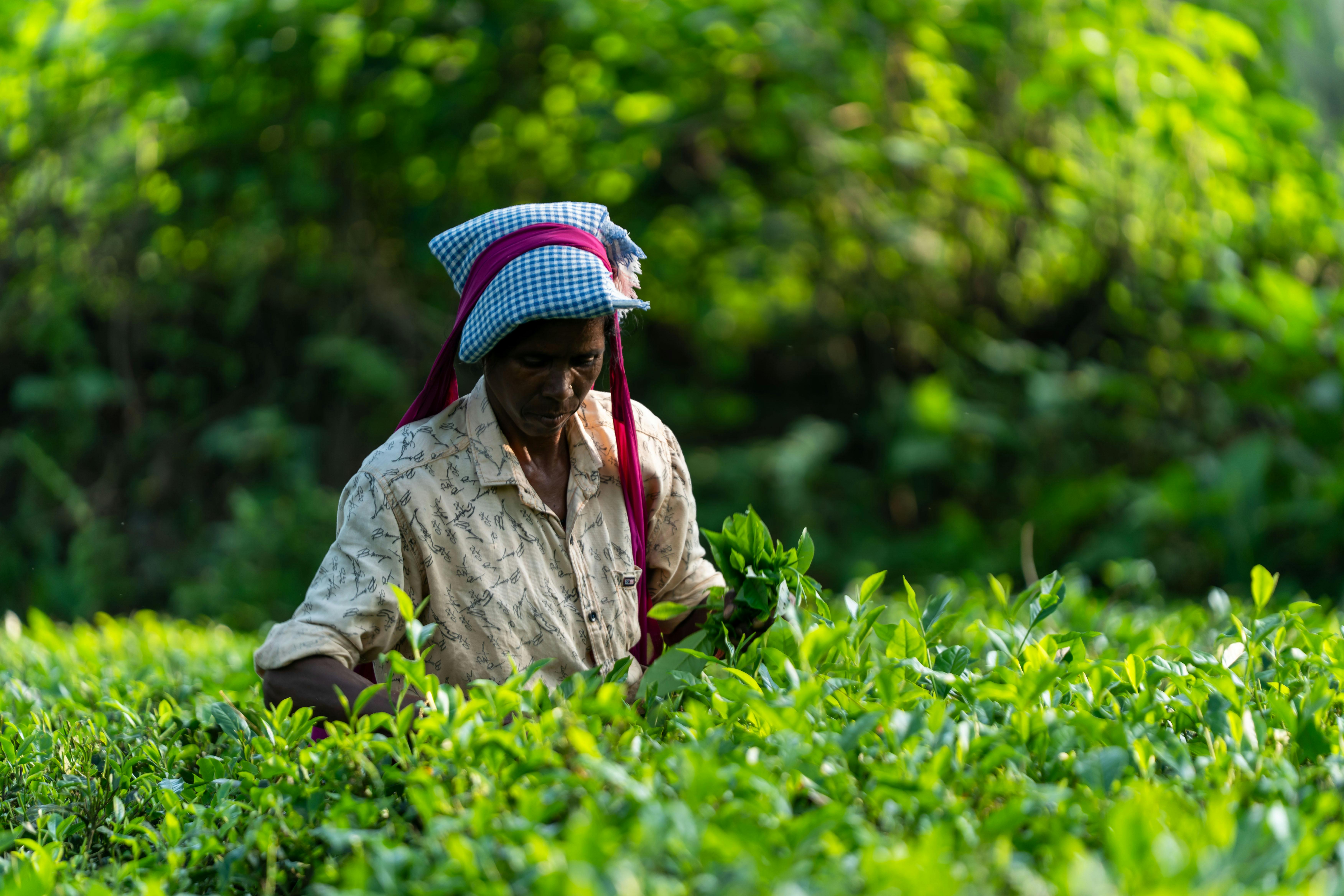 চা বাগানে মদের অভিশাপ, বদলাচ্ছে না শ্রমিকদের জীবন