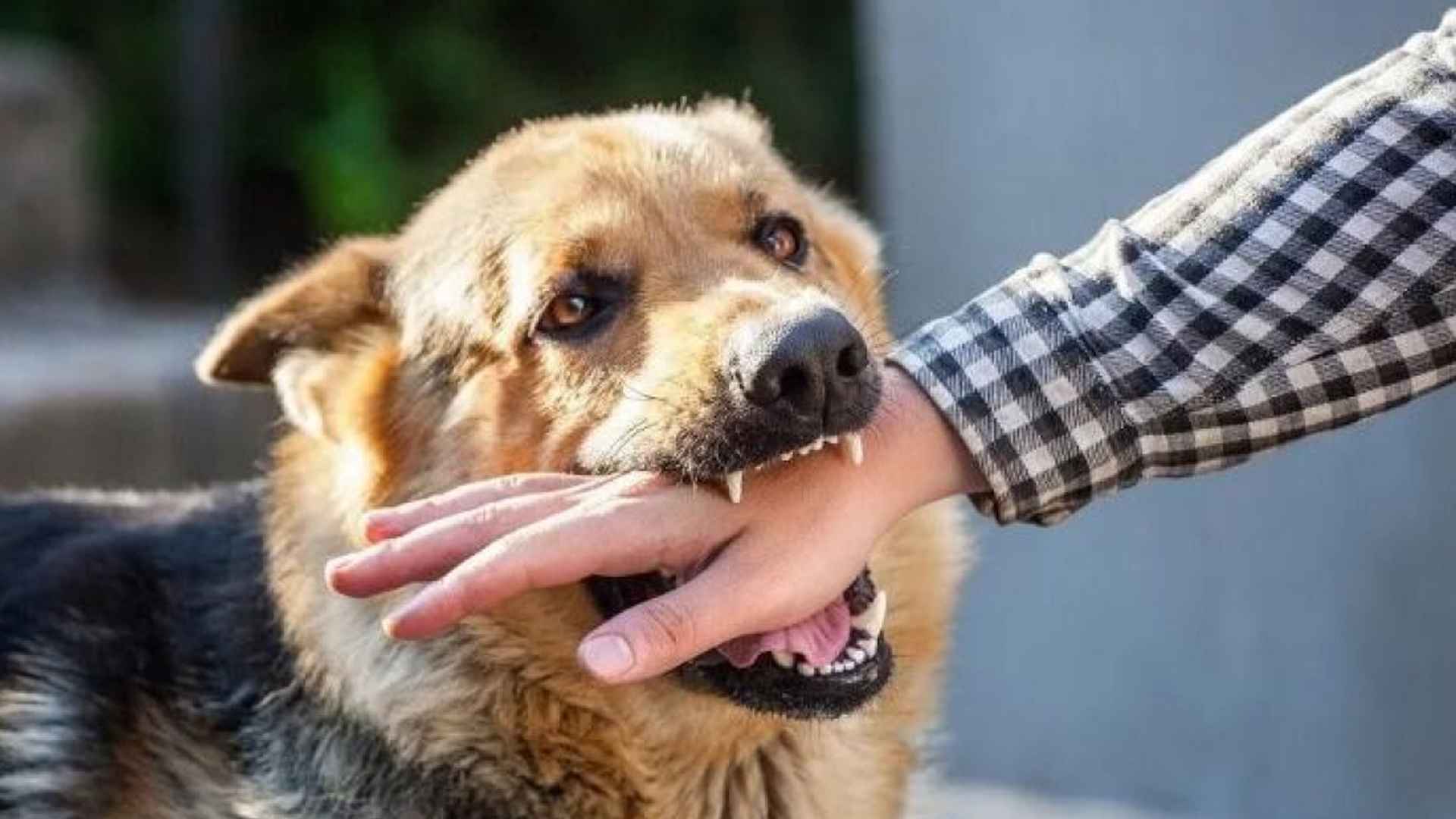আতঙ্কের নতুন নাম ‘জলাতঙ্ক’, সচেতনতাই ভরসা