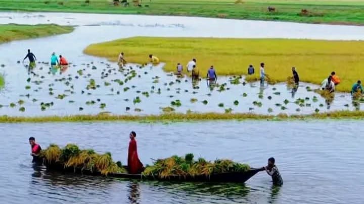 হাকালুকি হাওরজুড়ে কৃষকের হাহাকার