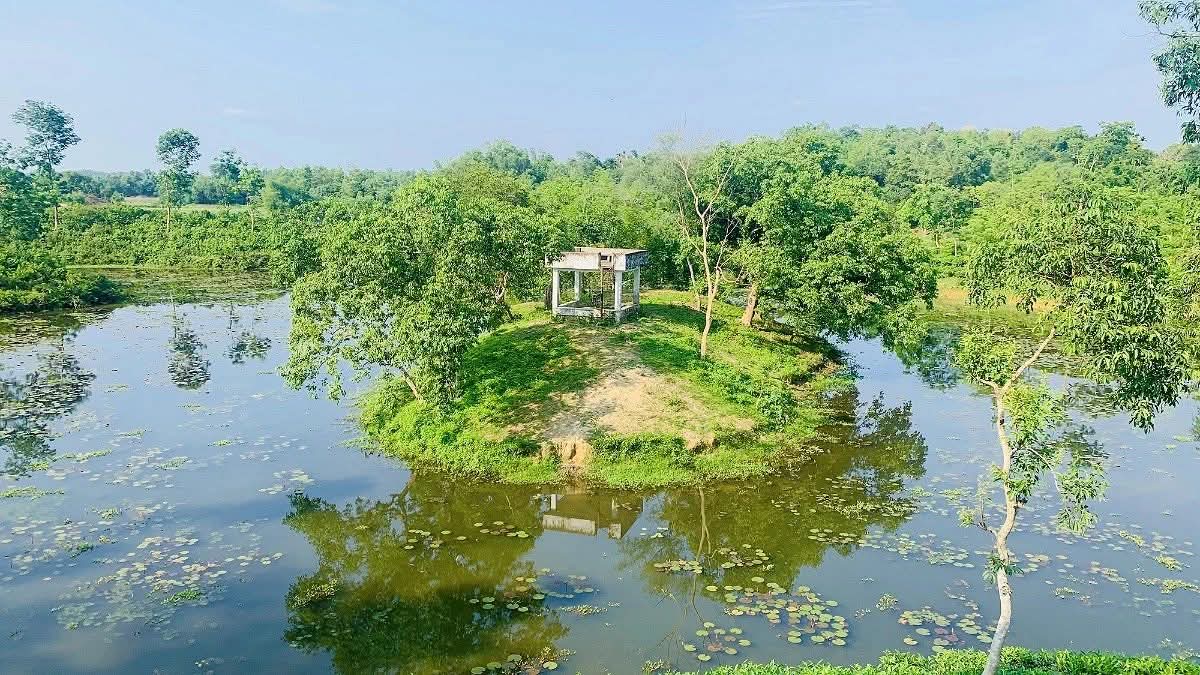 মুগ্ধতায় ভড়া সবুজের সমারোহ