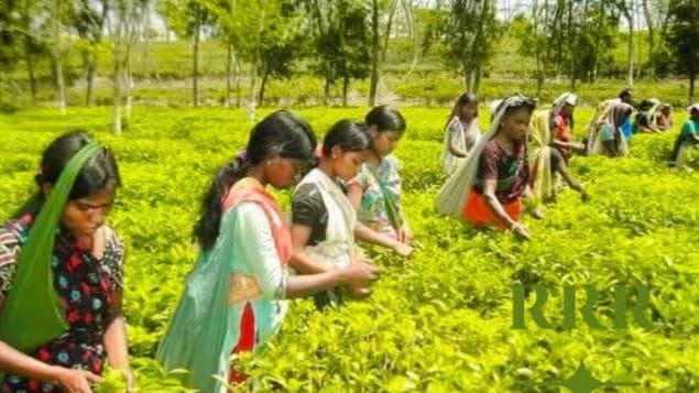 ‎চা শিল্পে রেকর্ড গড়েছে, শ্রমিকদের ভাগ্য বদলায়নি