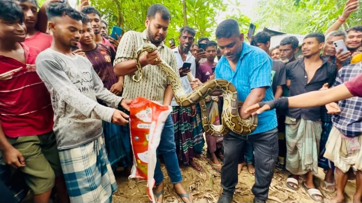শ্রীমঙ্গলে বসতঘরের সিলিংয়ে বিশালাকৃতির অজগর