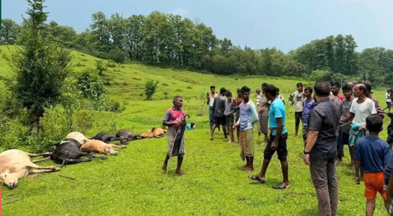 জুড়ীতে বজ্রাঘাতে ১৪টি গবাদিপশুর মৃত্যু, বিপাকে শ্রমিক পরিবার