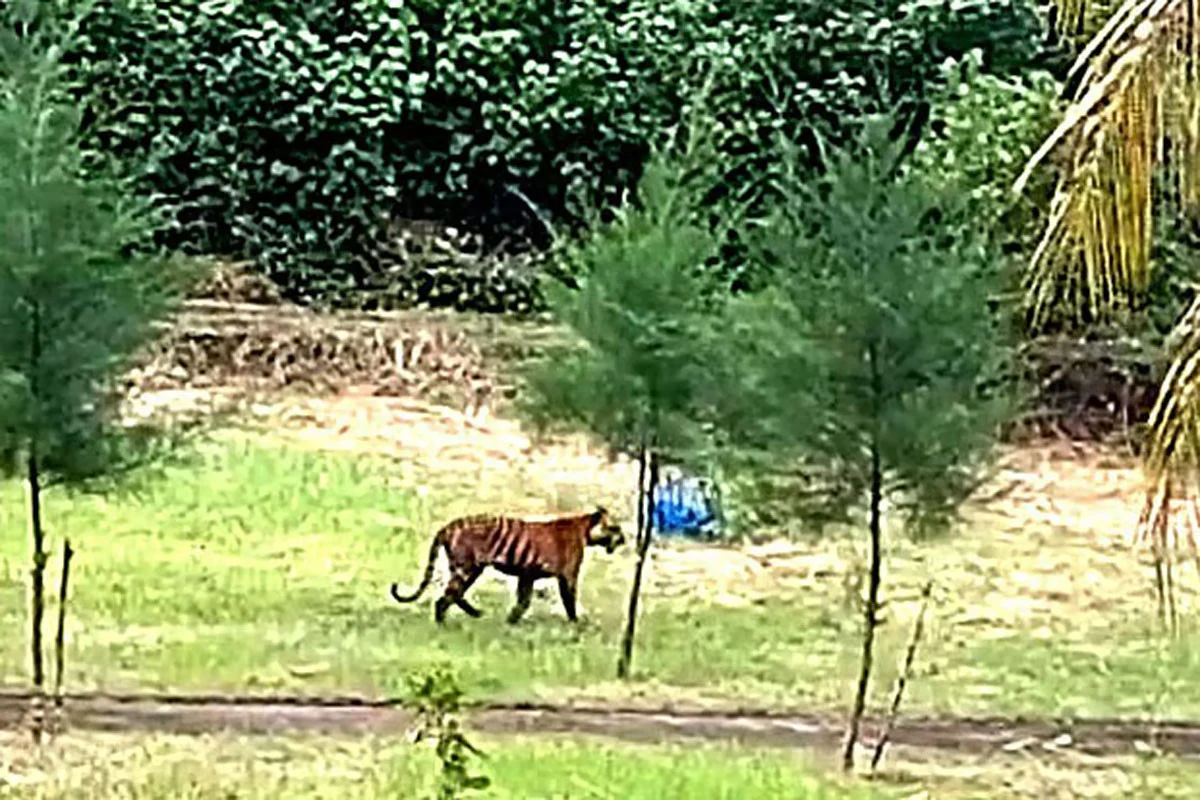 বন বিভাগের কার্যালয়ের সামনে চলে এলো বাঘ