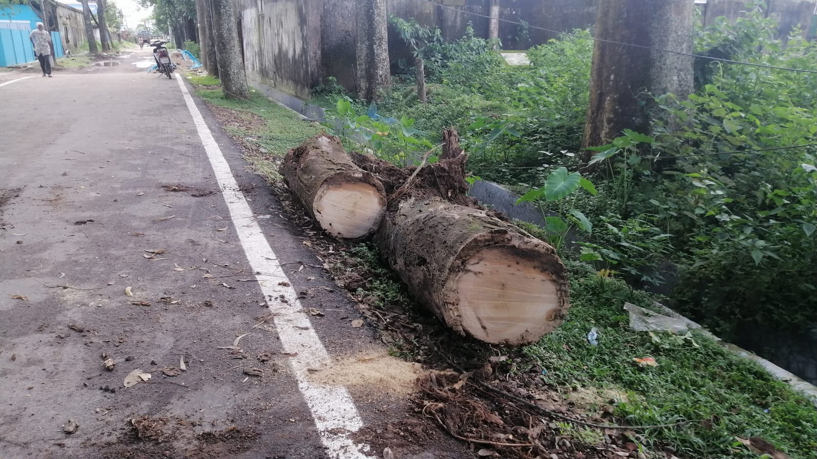 সরকারি বিধি উপেক্ষা করে বিসিক শিল্পনগরীর গাছ বিক্রির অভিযোগ