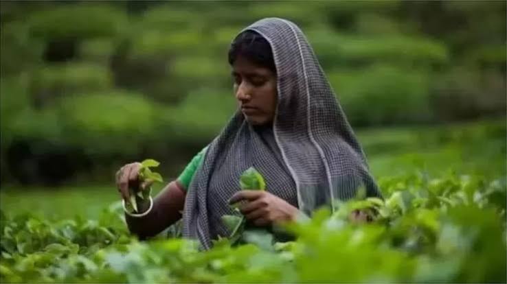 রাজনৈতিক শিরোনামে চাপা পড়ছে চা শ্রমিকদের আর্তনাদ