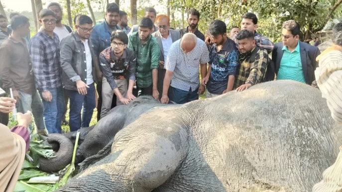 সব চেষ্টা ব্যর্থ, ট্রেনের ধাক্কায় আহত হাতিটি মারা গেল