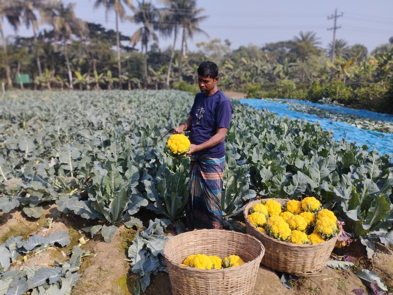 রঙিন ফুলকপি চাষে খুলনার কৃষকদের মুখে হাসি