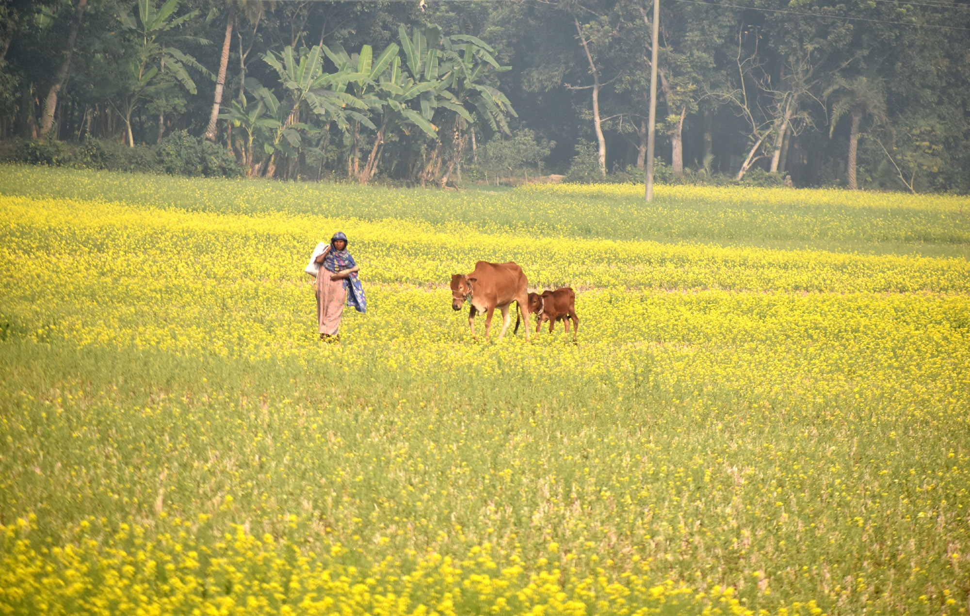 ফাগুনের আগমনের আগে কি পড়বে শীত