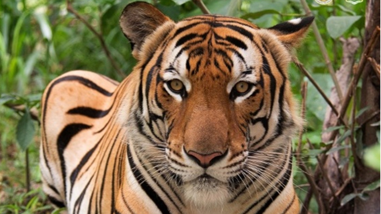 থাইল্যান্ডে অজ্ঞাত ভাইরাসের প্রকোপ, ৭২ বাঘের মৃত্যু
