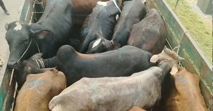 ডাকাতির আধা ঘণ্টার মধ্যেই ১৯ গরুসহ ট্রাক উদ্ধার করলো পুলিশ