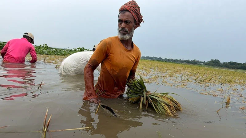 টানা বর্ষণে পাকা ধান তলিয়ে সর্বস্বান্ত হওয়ার পথে কৃষক
