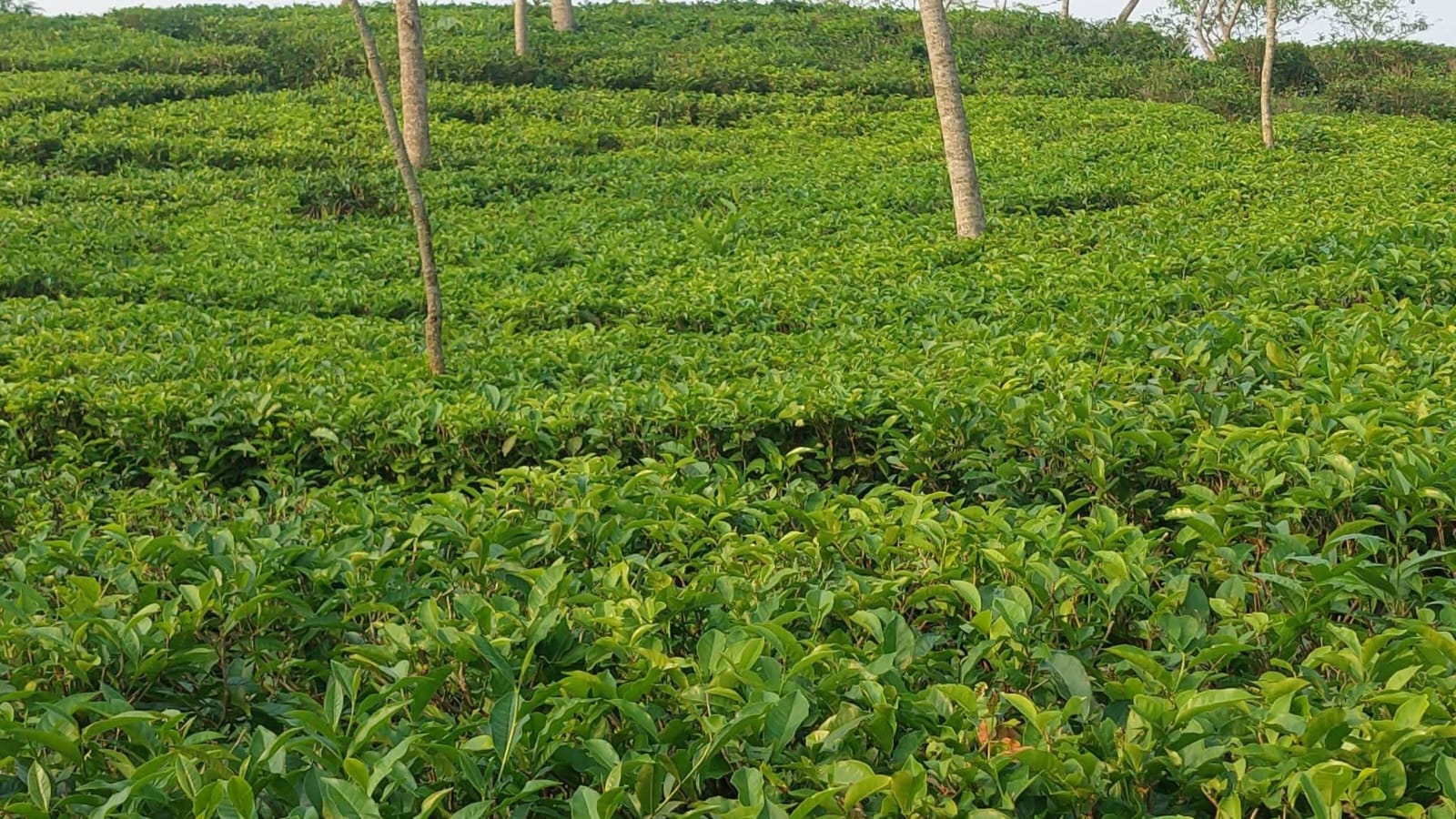 কমলগঞ্জে বিদ্যুৎ বিপর্যয়ে ক্ষতির মুখে চা শিল্প