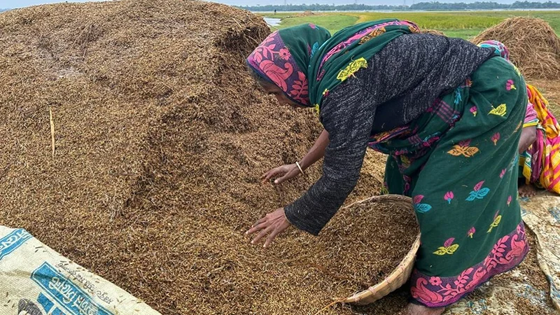 হাওরে ডুবেছে ২০০ কোটি টাকার ধান