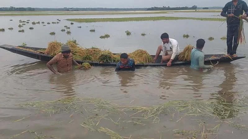 রাইতের মেঘে কৃষকের স্বপ্ন পানিতে তলিয়ে গেছে