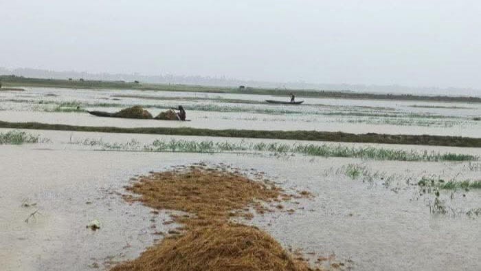 মৌলভীবাজারের হাওরে পাকা ধান পানিতে ডুবে কৃষকের স্বপ্নভঙ্গ