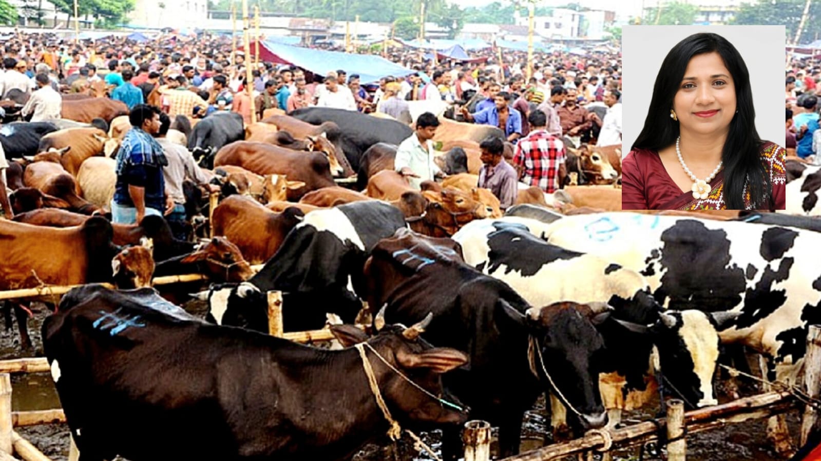 কৃত্রিমভাবে মোটাতাজাকৃত পশু চিনবেন যেভাবে, প্রতারণা এড়াতে বিশেষজ্ঞের পরামর্শ