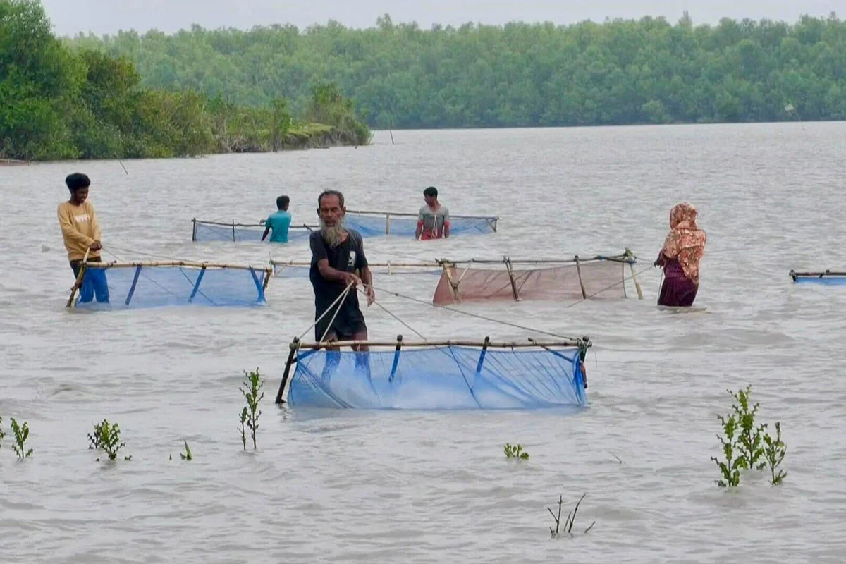 তালতলীতে ১৮ লাখ টাকার চিংড়ি রেণু জব্দ