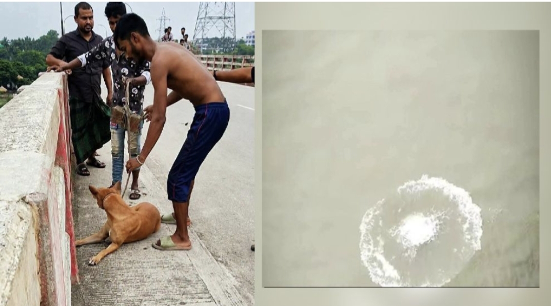কুকুরের গলায় ইট বেঁধে নদীতে ফেলার অভিযোগ, যুবক আটক