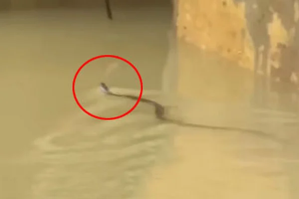 চট্টগ্রামে সাপের কামড়ে আহত অন্তত ৭৫ জন