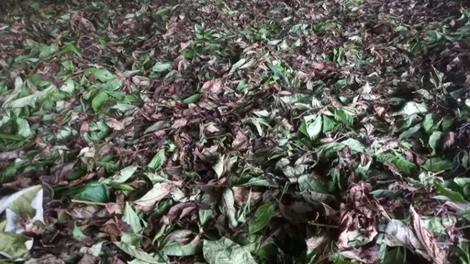 লোডশেডিংয়ে ব্যাহত চা উৎপাদন, নষ্ট হচ্ছে হাজার হাজার কেজি চা পাতা