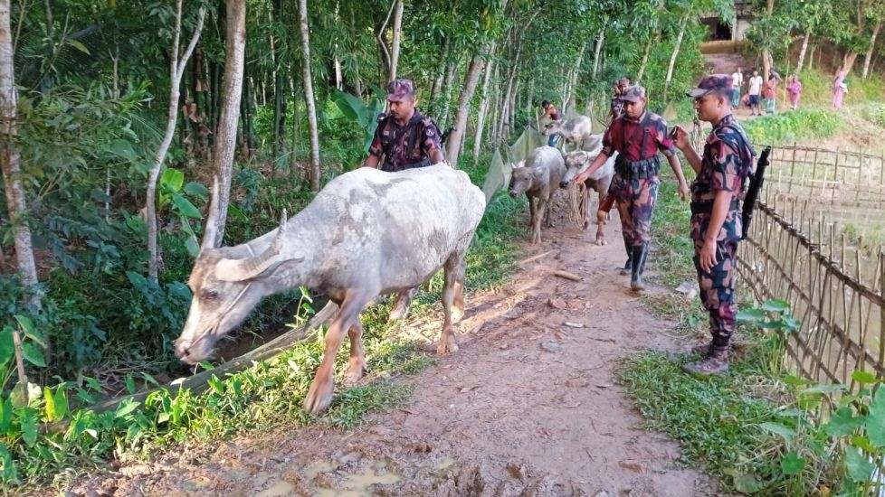জাল রশিদে ভারতীয় মহিষ বৈধ দেখানোর চেষ্টা, উদ্ধার ৫