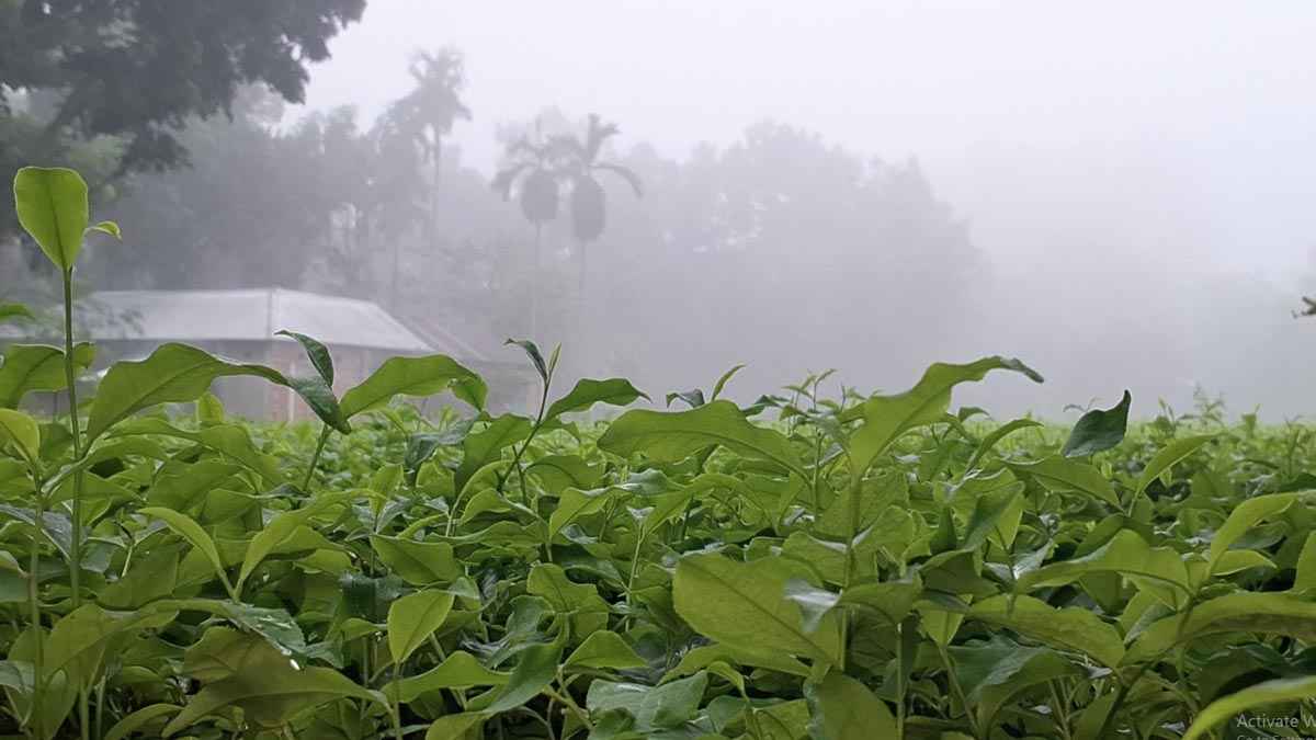 কুয়াশার চাদরে ঢাকা তেঁতুলিয়া, ২০ ডিগ্রিতে নামল তাপমাত্রা
